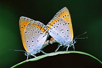 Common blue butterflies mating {Polyommatus icarus} Pusztaszer, Hungary