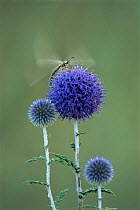 Antlion {Myrmeleontidae} on Globe thistle {Echinops sp} Pusztaszer, Hungary