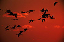 Common crane {Grus grus} flock flying, silhouettes at sunset, Pusztaszer, Hungary