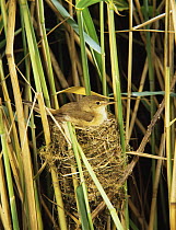 Reed warbler {Acrocephalus scirpaceus} on nest in reeds, Somerset levels, UK