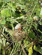 Blackcap {Sylvia atricapilla} feeding chicks at nest, Somerset levels, UK