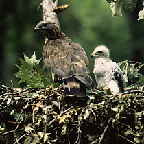 Oriental honey buzzard {Pernis ptilorhynchus} with chick at nest, Primorskiy, Ussuriland, Russia