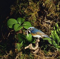Red flanked bluetail {Tarsiger cyanurus} with caterpillar prey, Primorskiy, Ussuriland, Russia