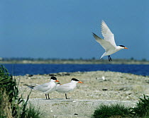 Caspian terns {Hydroprogne caspia} breeding colony on island in Baltic sea, Sweden
