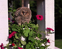 Juvenile Tawny owl {Strix aluco} in garden, Varmland, Sweden
