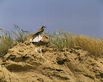 European bee eater {Merops apiaster} on sand bank, La Mancha, Spain