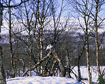 Willow grouse {Lagopus lagopus} on fallen trunk in snow, Sweden