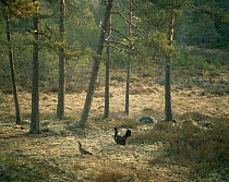 Capercaillie {Tetrao urogallus} male displaying to female at lek, Sweden