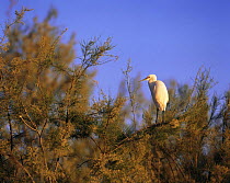 Little egret {Egretta garzetta} perched in tree, Spain