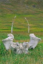 Whalebone alley, Ittygran Island, Chukotka, Russia skeletal remains of whales that were once hunted in the area