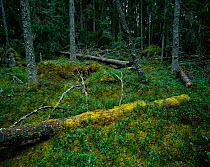 Old protected forest with fallen trees allowed to regenerate moss and lichen on forest floor, Hamra NP, Gastrikland, Sweden