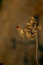 Male House finch {Carpodacus mexicanus} Tuscan, Arizona, USA.