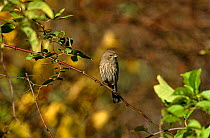 House Finch {Carpodacus mexicanus} perching on branch, Long Island, New york, USA.
