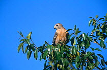 Red shouldered Hawk {Buteo lineatus} perching in tree, Everglades, Florida, USA.