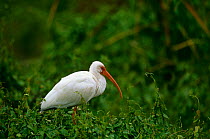 White Ibis {Eudocimus albus} Everglades NP, Florida, USA.