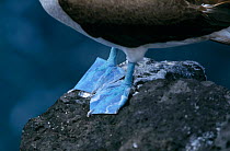 Blue Footed Booby {Sula nebouxii} close up of webbed feet, South Plaza Island, Galapagos.