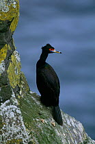 Red-faced cormorant {Phalacrocorax urile} St Paul Island, Pribilofs, Alaska.