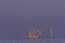 Double-crested cormorant {Phalacrocorax auritus} flock resting in tree, California, USA.