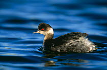 Eared / Black necked grebe {Podiceps nigricollis} on water with winter plumage, California, USA.