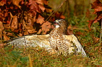 Broad Winged Hawk {Buteo platypterus} on ground with wings spread, Raptor rehabilitation centre, Long Island, NY, USA. Captive