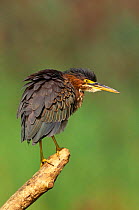 Green Heron {Butorides virescens} perching on branch with feathers ruffled, Long Island, NY, USA.