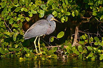 Tricoloured Heron {Egretta tricolor} Everglades NP, Florida, USA.