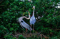 Great Blue Heron {Ardea herodias} courtship display, Florida, USA.