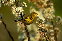 Prairie Warbler {Dendroica discolor} perching on branch in blossom, Long Island, NY, USA.