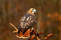 Red-tailed Hawk {Buteo jamaicensis} rear view on branch, Raptor rehabilitation centre, Long Island, NY, USA. Captive