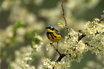 Magnolia Warbler {Dendroica magnolia} perching on branch in blossom, Long Island, NY, USA.