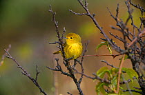 Yellow Warbler {Dendroica petechia} Long Island, NY, USA.
