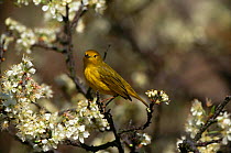 Yellow Warbler {Dendroica petechia} Long Island, NY, USA.