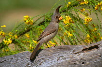 Pyrrhuloxia {Pyrrhuloxia sinuatus} female profile perching on log, Rio Grande Valley, Texas, USA.