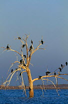 Double-crested cormorant {Phalacrocorax auritus} flock resting in tree, California, USA