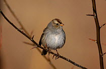 White crowned Sparrow {Zonotrichia leucophrys}, Bosque del Apache, NM, USA.