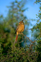 Female Pyrrhuloxia {Pyrrhuloxia sinuatus} Tuscan, Arizona, USA.