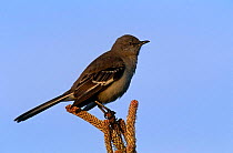 Northern Mocking Bird {Mimus polyglottos} Long Island, New York, USA.