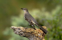 Northern Mocking Bird {Mimus polyglottos} Tuscan, Arizona, USA.