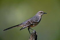 Northern Mocking Bird {Mimus polyglottos} Tuscan, Arizona, USA.