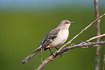 Northern Mockingbird {Mimus polyglottos} Everglades NP, Florida, USA.