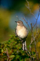 Mocking Bird {Mimus polyglottos} Long Island, NY, USA.