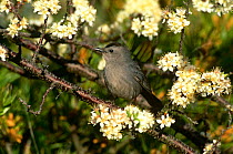Gray Catbird {Dumetella carolinensis} perching on branch in blossom, Long Island, NY, USA.