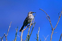 Hood island mockingbird {Nesomimus trifasciatus macdonald} perching in tree top, Hood Island endemic species, Galapagos.