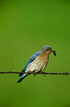 Mountain Bluebird {Sialia currucoides} female perching on barbed wire with prey, Montana, USA.