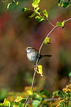 White throated sparrow {Zonotrichia albicollis} perching on branch, Long Island, NY, USA.