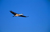 Sandhill Crane {Grus canadensis} calling in flight, Bosque del Apache, NWR, NM, USA.