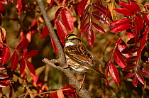 White throated sparrow {Zonotrichia albicollis} Long Island, NY, USA.