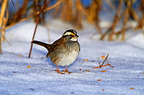 White throated sparrow {Zonotrichia albicollis} on snowy ground, Long Island, NY, USA.