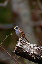 White throated sparrow {Zonotrichia albicollis} profile on tree stump, Long Island, NY, USA.