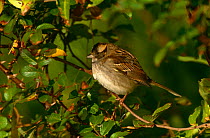 White throated sparrow {Zonotrichia albicollis} Long Island, NY, USA.
